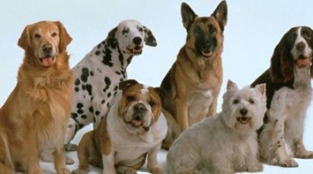 Какая порода собак названа в честь человека, её выведшего?