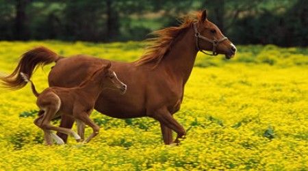 Как называется наука о лошадях?