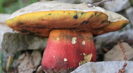 Как называется этот гриб? 