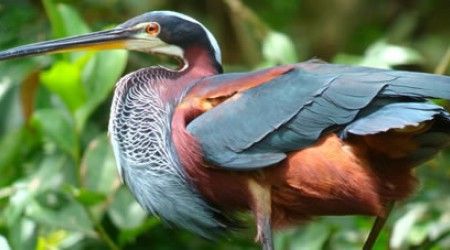 Как иначе называют агами — семейство птиц отряда журавлиных?