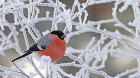 К какому семейству птиц относится снегирь?
