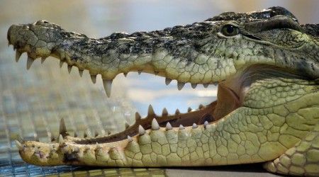 Почему крокодил никогда не высовывает язык?