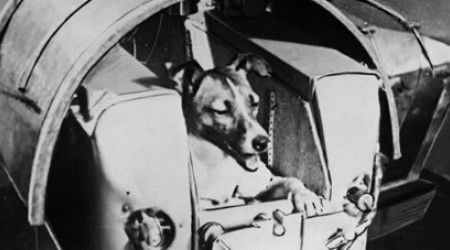 Кем была Лайка — первая собака, отправленная в космос?