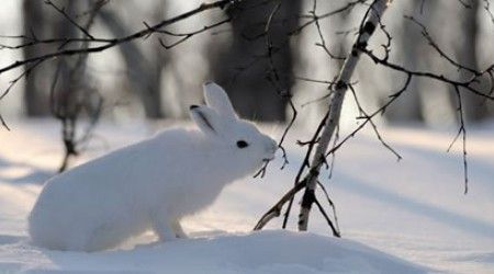 Сколько раз в году линяет заяц-беляк, обитающий в средней полосе России?