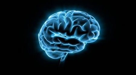 Сколько частей имеет головной мозг человека?