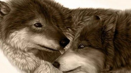 Какое из этиx животныx не принадлежит к семейству волчьиx?