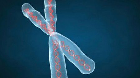 Сколько пар хромосом распределяется на одного (здорового) человека? 
