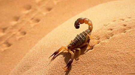 Чем скорпион удерживает добычу?