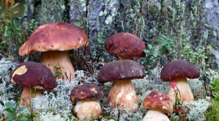 Какой гриб растёт в лесу?