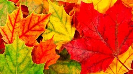 У какого дерева листья осенью остаются зелёными?