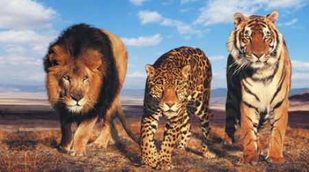 Чем в геральдике лев отличается от леопарда?