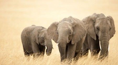 Что образуют слоны?