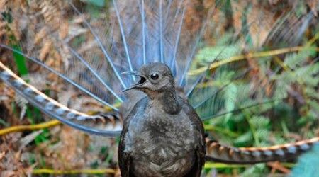 У какой австралийской птицы хвостовое оперение по форме напоминает музыкальный инструмент?