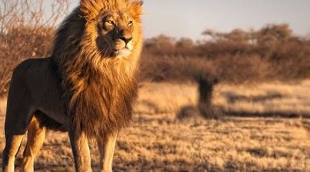 По какому признаку, согласно латинской пословице, узнают льва?