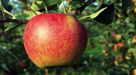 Название какого плода переводится как "китайское яблоко"?