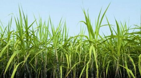 Что используется при уборке сахарного тростника?