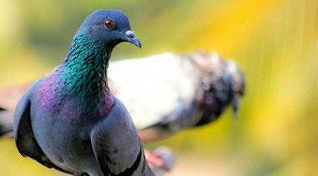 Какой образ жизни ведет сизый голубь в дикой природе?