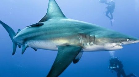 Как называется рыба, сопровождающая в плавании некоторых акул?