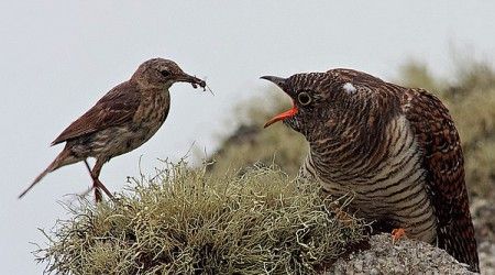 Каких птиц орнитологи делят на экологические расы?