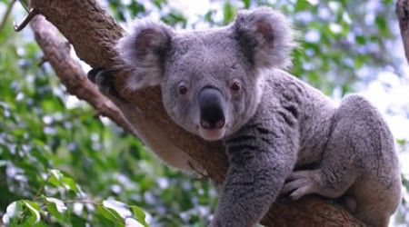 Где обитает коала?