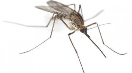 Чем питается комар-самец?