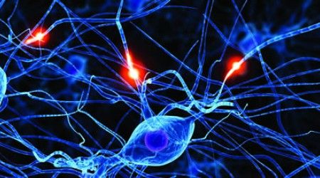 Какой нерв отсутствует в организме человека?
