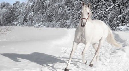 Что, согласно строчке А.Пушкина, делает лошадка, «снег почуя»?