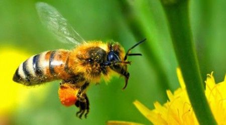 Для чего пчеле жало?