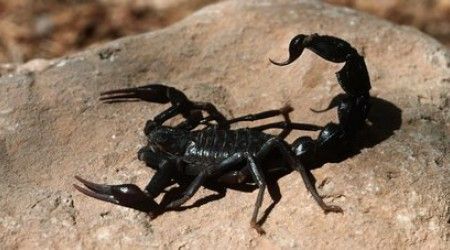 Как называется у скорпионов мешочек, в котором содержится яд?