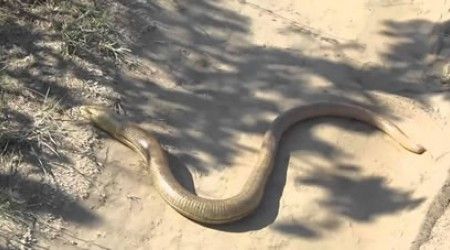 Как называется безногая ящерица, которую часто принимают за змею?