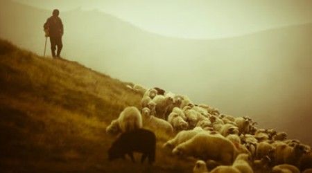 Что из перечисленного главное орудие труда пастуха?