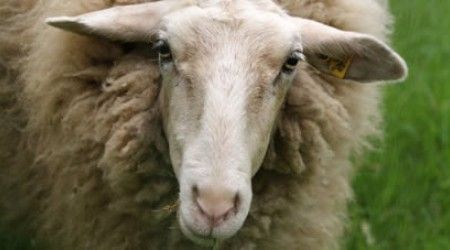 Как закончить поговорку «С паршивой овцы хоть…»?