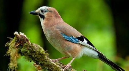 От какого древнеславянского глагола произошло название птицы "сойка"?
