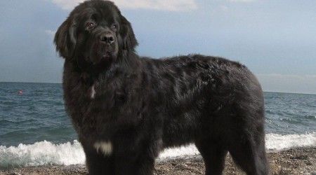 Какая порода собак известна в России под названием "водолаз"?