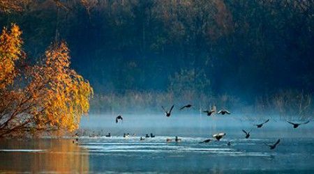 Какие птицы появились на озере в стихотворении Есенина «Лебедушка»?