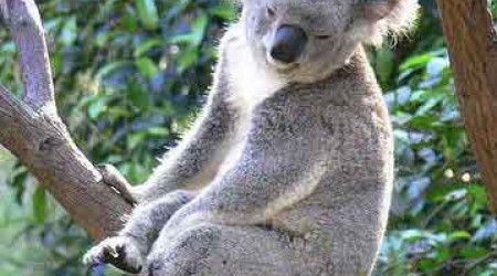 Какая основная пища коалы?