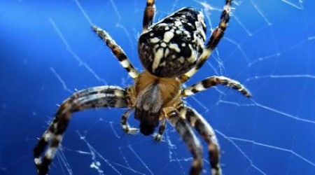 Как называется боязнь пауков?
