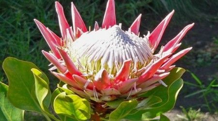 Какой цветок является символом Южно-Африканской Республики?