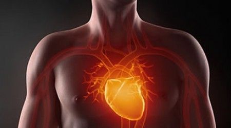 Сколько клапанов в сердце здорового человека?