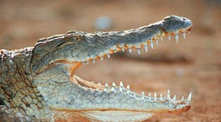 Из чего обычно делают гнёзда для кладки яиц гребнистые крокодилы на севере Австралии?