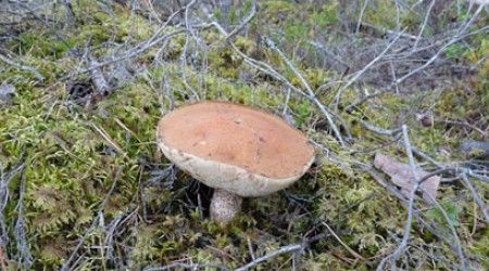 Как называются съедобные грибы, разновидность маслят?