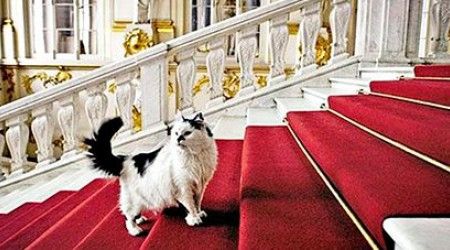 Какой из крупнейших музеев Санкт-Петербурга отмечает «День Кота», посвященный кошкам, живущим в нём?