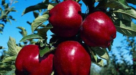 Как называется вид яблони с мелкими плодами?