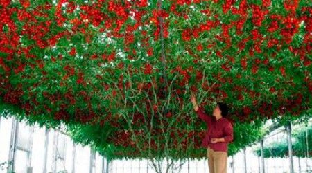 Как называется томатное дерево, растущее и дающее свои плоды в Южной и Центральной Америке?