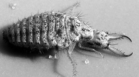 Как называется насекомое, личинка которого отличается огромными челюстями?