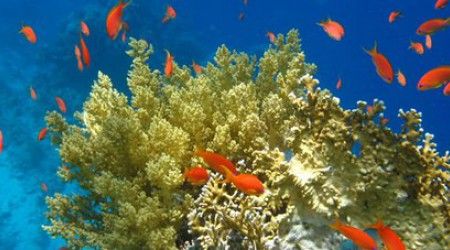 К какому царству живой природы относятся кораллы?