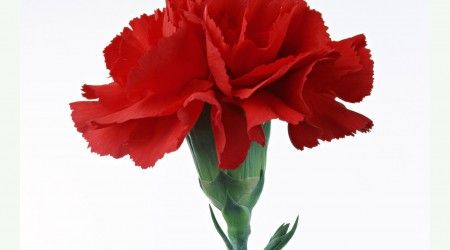 Какой цветок был символом главного революционного праздника Советского Союза?