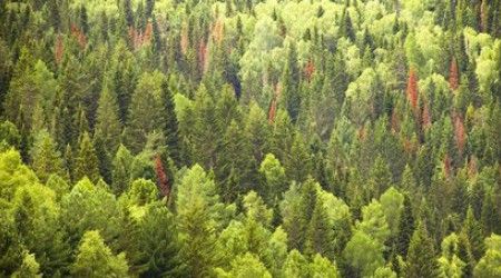 В какой стране находится более 30% всего мирового леса?