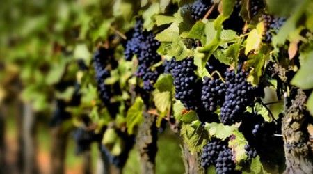 Какое название носит один из сортов винограда?