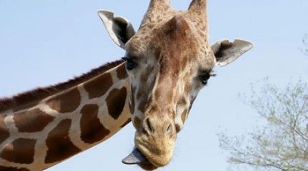 Сколько шейных позвонков у жирафа?
